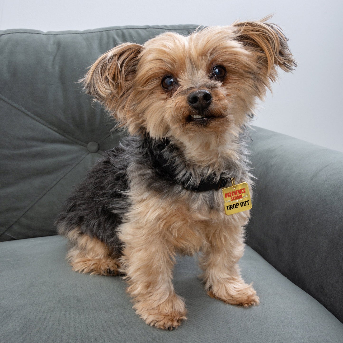 Dog collar charm Obedience School Drop Out